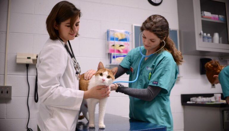 Student numbers slide following VET student loan crackdown